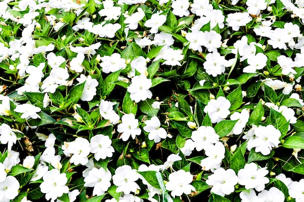 Sfondo di fiori bianchi Impatiens Walleriana Lizzie nel giardino di un villaggio andaluso.