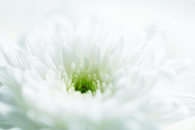 Sfondo di fiori bianchi macro, bellissimi fiori bianchi sullo sfondo, petali di fiori bianchi da vicino