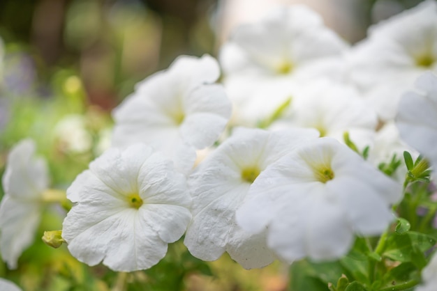 Sfondo di fiori bianchi per lo più sfocato Sfondo di natura estiva Fiori di petunia giardino bianco Petunia axillaris primo piano in una giornata di sole Un po 'di foglie verdi ed erba intorno