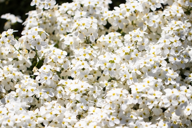 sfondo di fiori bianchi