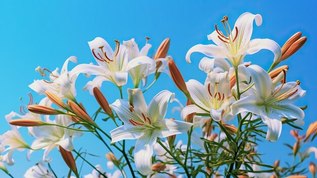 sfondo di fiori bianchi