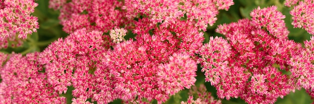 Sfondo di fiori che sbocciano rosa. Sedum telephium. banner