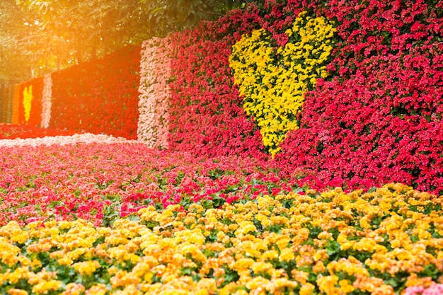 sfondo di fiori colorati San Valentino o matrimonio