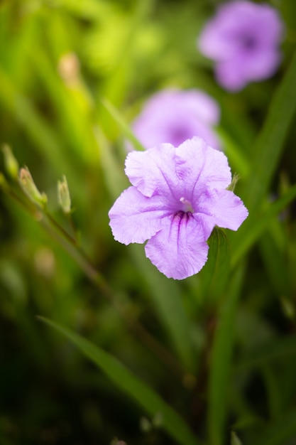 sfondo di fiori colorati