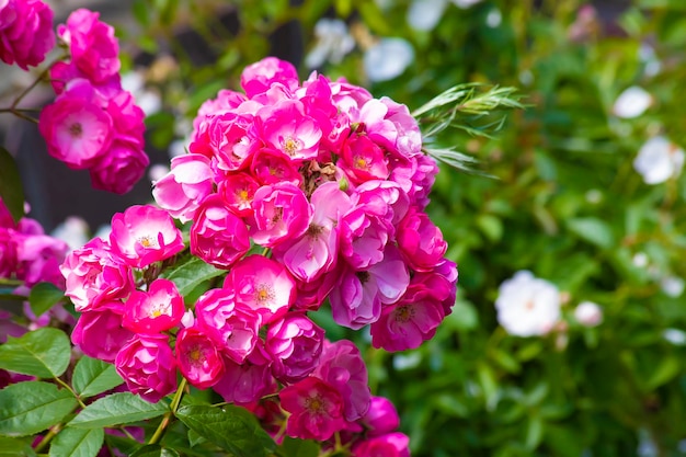 Sfondo di fiori con rose rosa