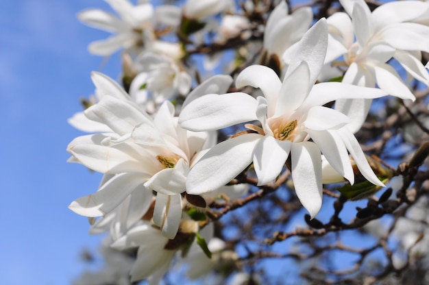 Sfondo di fiori di albero di magnolia bianca contro il cielo