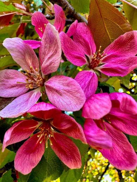 sfondo di fiori di biancospino