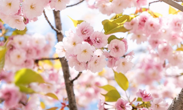 sfondo di fiori di ciliegio con alta qualità.