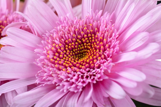 Sfondo di fiori di gerbera rosa