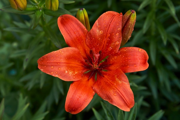 Sfondo di fiori di giglio arancione. Pianta di giglio orientale, primo piano.