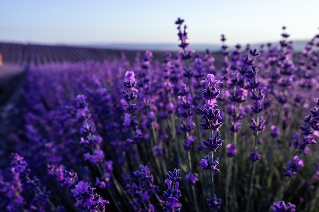 Sfondo di fiori di lavanda con bellissimi colori viola e luci bokeh che fioriscono lavanda in a