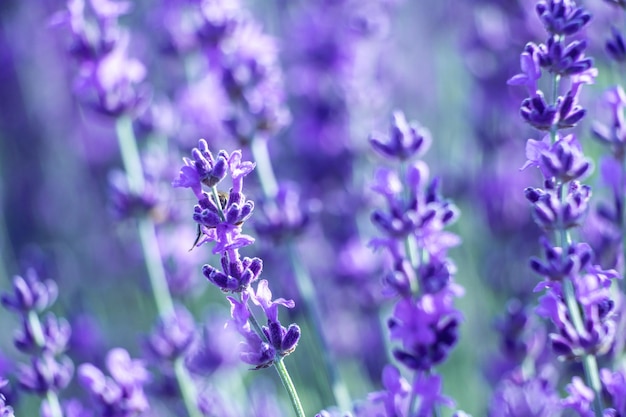 Sfondo di fiori di lavanda con bellissimi colori viola e luci bokeh che fioriscono lavanda in a