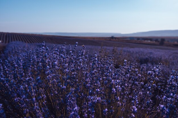 Sfondo di fiori di lavanda con bellissimi colori viola e luci bokeh che fioriscono lavanda in a