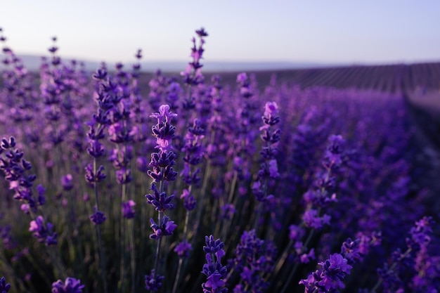 Sfondo di fiori di lavanda con bellissimi colori viola e luci bokeh che fioriscono lavanda in a