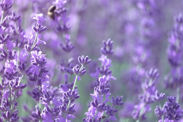 Sfondo di fiori di lavanda con bellissimi colori viola e luci bokeh che fioriscono lavanda in a