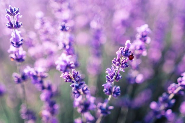 Sfondo di fiori di lavanda con bellissimi colori viola e luci bokeh Fioritura di lavanda in un campo al tramonto in Provenza Francia Primo piano Messa a fuoco selettiva