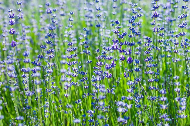 Sfondo di fiori di lavanda Messa a fuoco selettiva Foto dai toni retrò