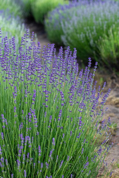 Sfondo di fiori di lavanda viola estate