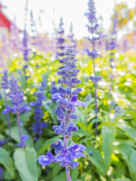 Sfondo di fiori di lavanda