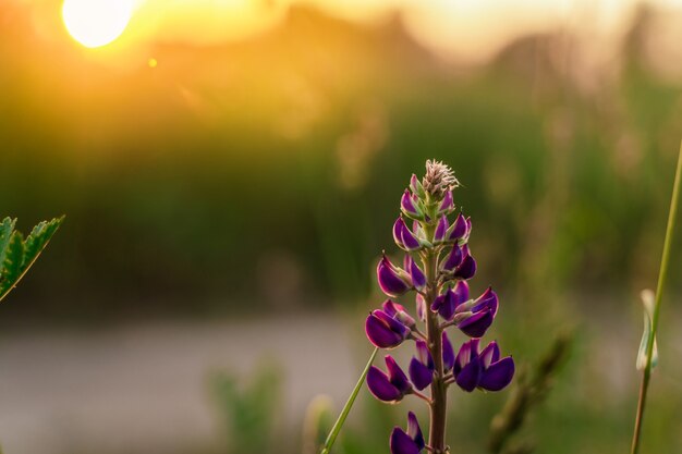 Sfondo di fiori di lupino Campo di fiori di lupino nella luce del tramonto