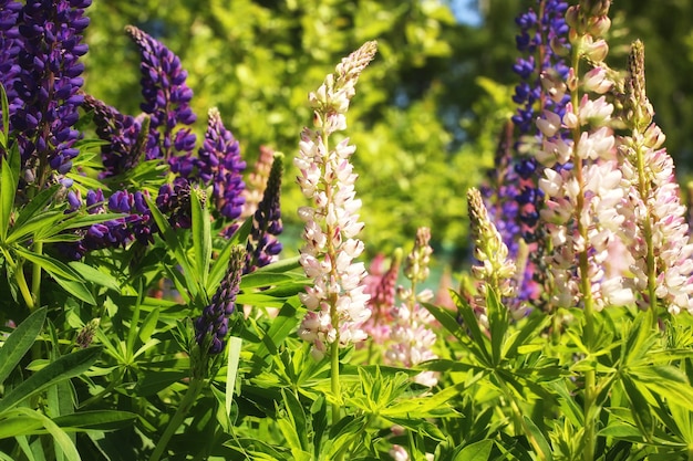 Sfondo di fiori di lupino giardino estivo