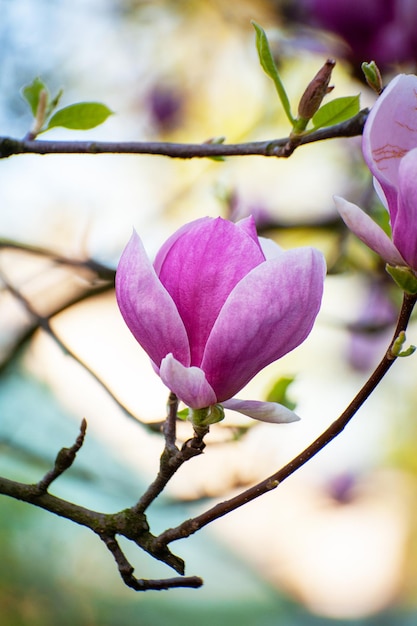 Sfondo di fiori di magnolia Bella scena naturale con albero in fiore e sole Giornata di sole con fiori primaverili