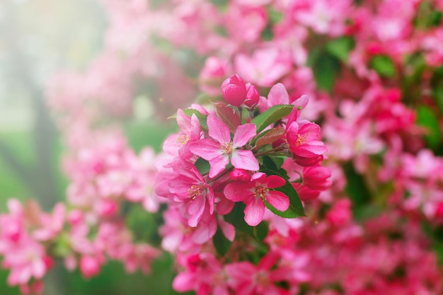 Sfondo di fiori di melo bella primavera