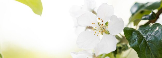 Sfondo di fiori di melo in primavera con il sole Scena della natura bellissima con melo in fiore