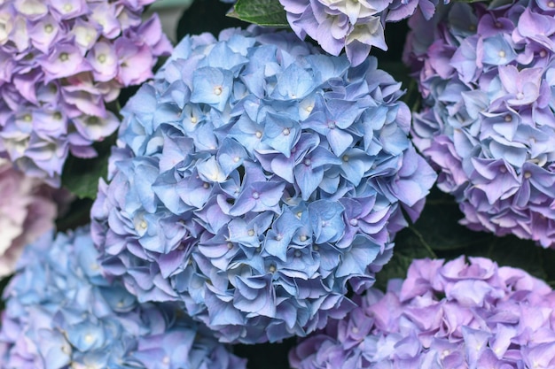 Sfondo di fiori di ortensia blu Fiore di Hortensia