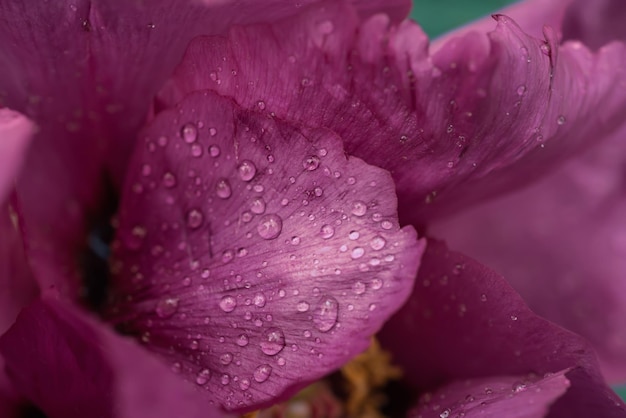 Sfondo di fiori di peonia