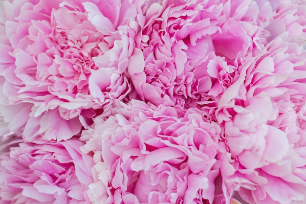 Sfondo di fiori di peonie rosa.