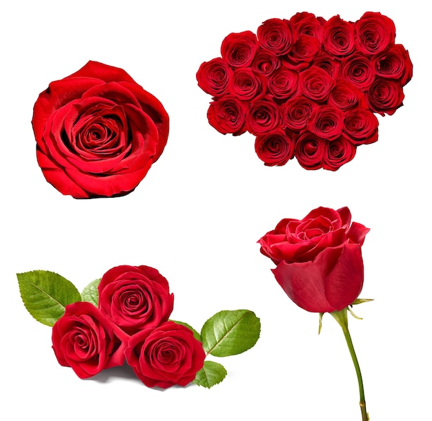 sfondo di fiori di petali di rosa
