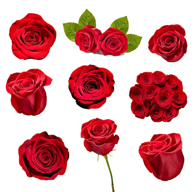 sfondo di fiori di petali di rosa