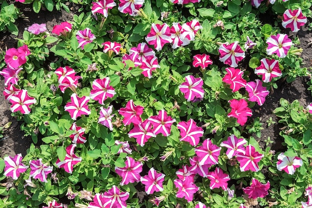 sfondo di fiori di petunia multicolori naturali ed erba verde