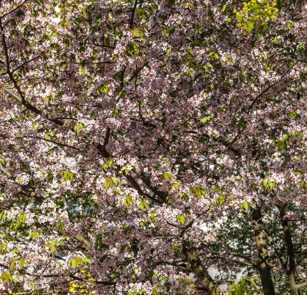 Sfondo di fiori di primavera. Bella scena della natura dell'albero in fiore. Fiori rosa sui rami.