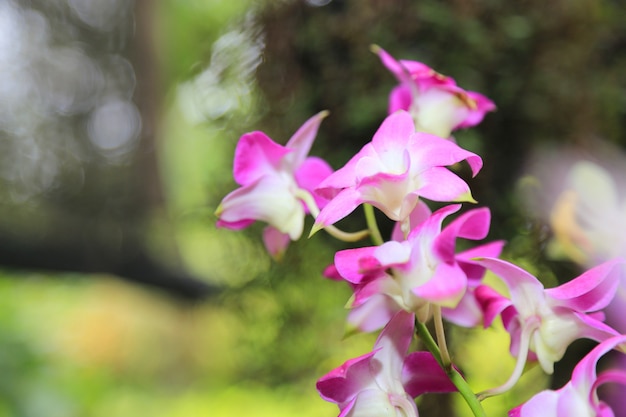 sfondo di fiori di primavera orchidea