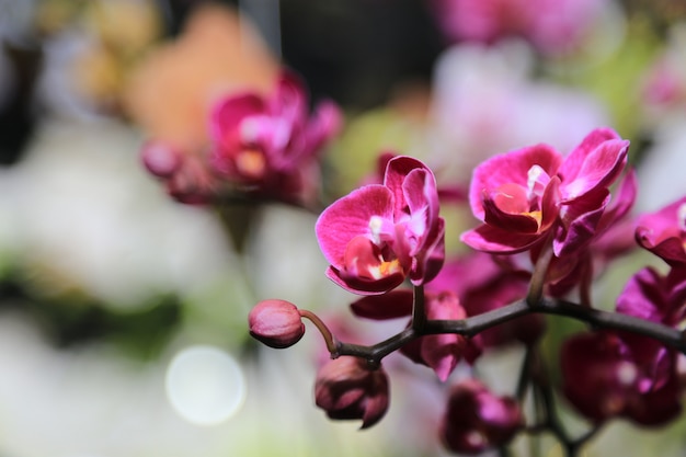 sfondo di fiori di primavera orchidee