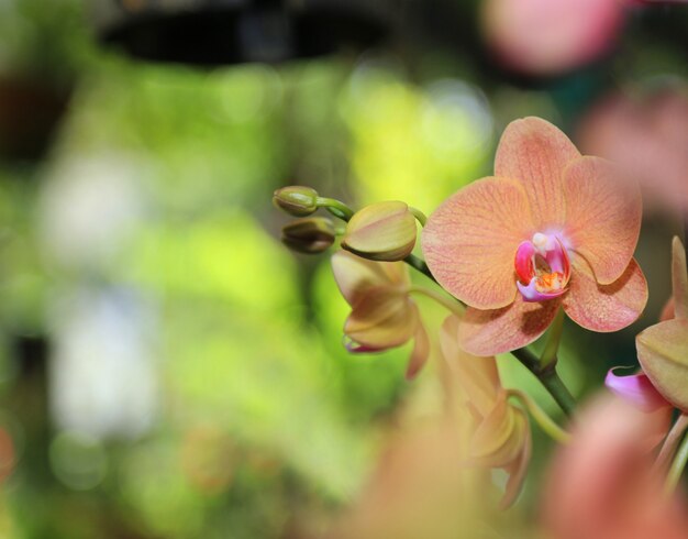 sfondo di fiori di primavera orchidee