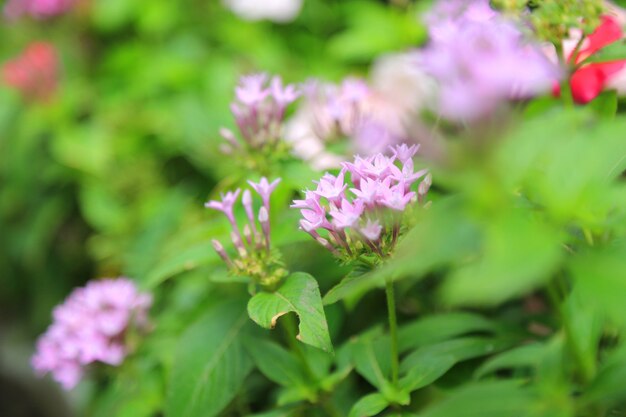 sfondo di fiori di primavera