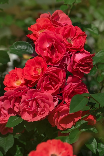 Sfondo di fiori di rosa parco rosso Rose rosse su un cespuglio in un giardino Fiore di rosa parco rosso