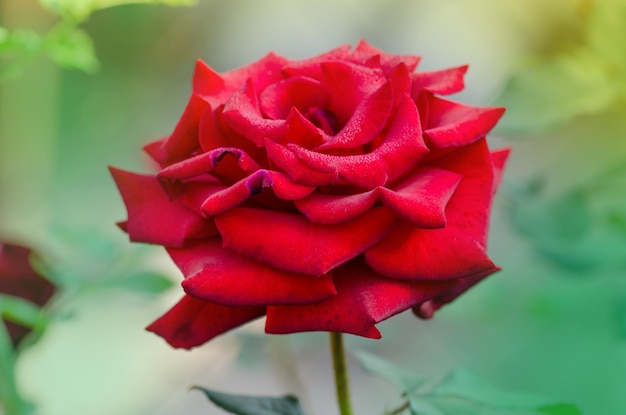 Sfondo di fiori di rosa rossa Rose rosse su un cespuglio in un giardino Fiore di rosa rossa Red rose Barkarole