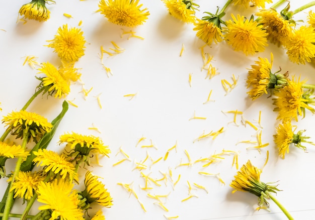 Sfondo di fiori di tarassaco giallo