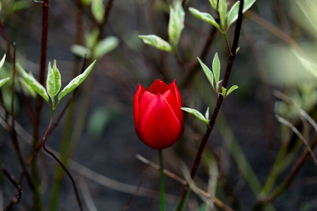 Sfondo di fiori di tulipano rosso all'aperto