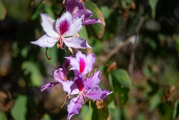 Sfondo di fiori esotici bianchi e rosa con copia spazio per il testo Carta da parati natura estiva Flora tropicale nella giornata di sole Ebano di montagna o albero di orchidea in fiore