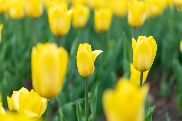 Sfondo di fiori gialli all'aperto Fiori di stagione primaverile Messa a fuoco selettiva