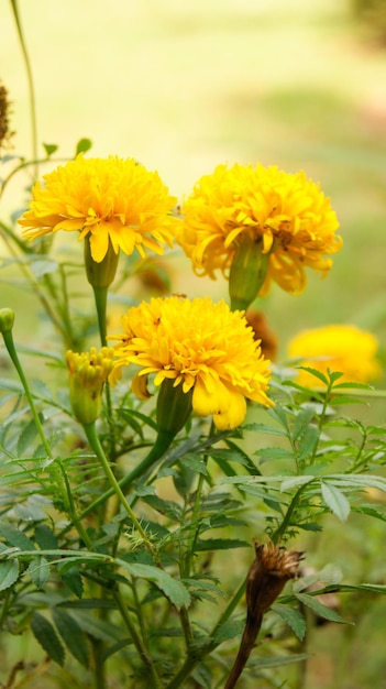 Sfondo di fiori gialli