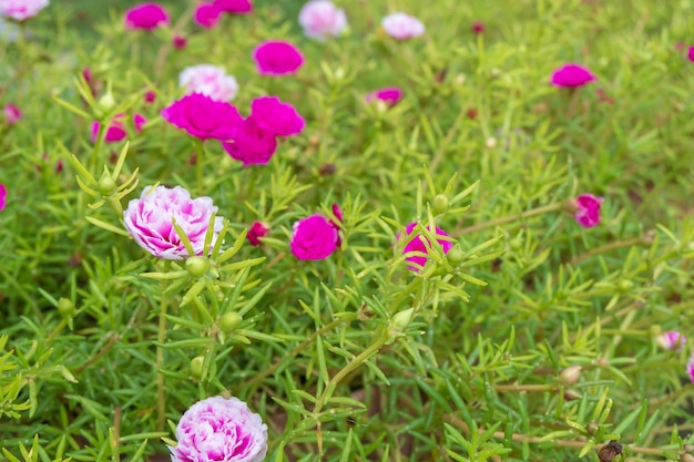 Sfondo di fiori multicolori e fiore di portulaca comune