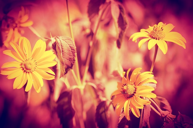 Sfondo di fiori naturali d'epoca