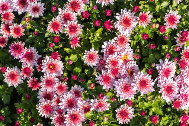 sfondo di fiori naturali. fiori di crisantemi bianchi e rosa primo piano