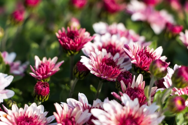 sfondo di fiori naturali. fiori di crisantemi bianchi e rosa primo piano